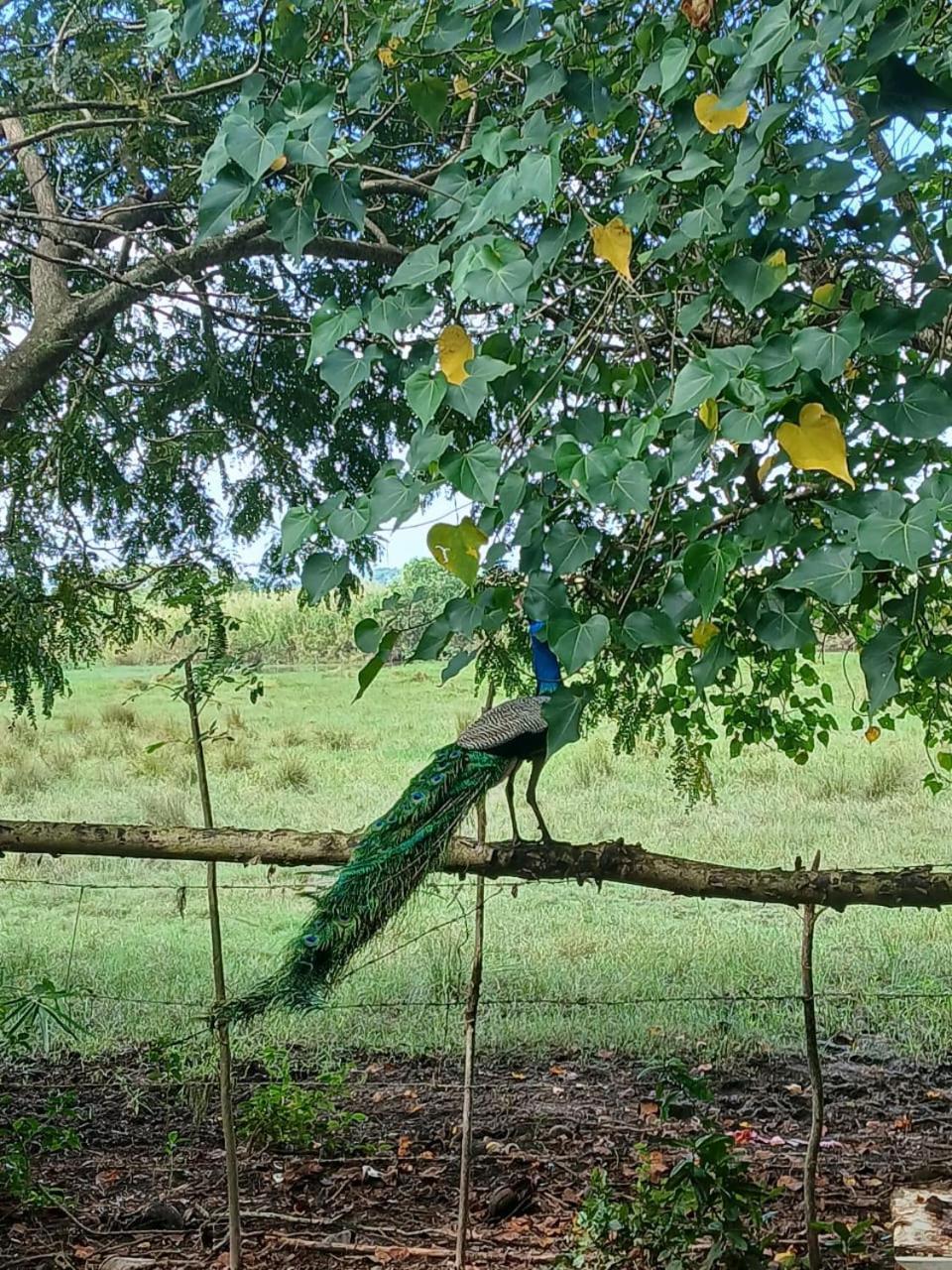 Hotel Lagoon Birds - Tangalle Esterno foto